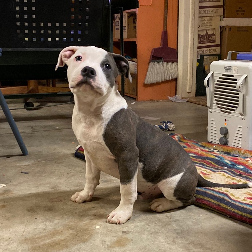 Meet your Posher, Rocky